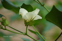 Gossypium hirsutum